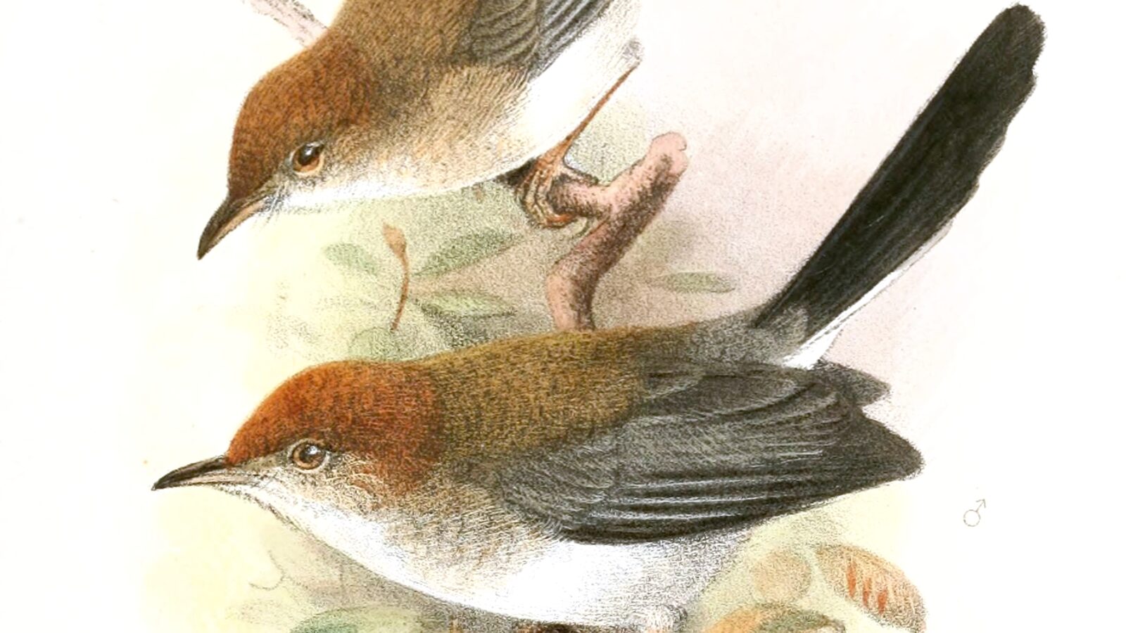 Black-tailed Cisticola