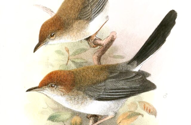 Black-tailed Cisticola