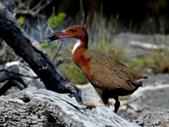 White-throated Rail