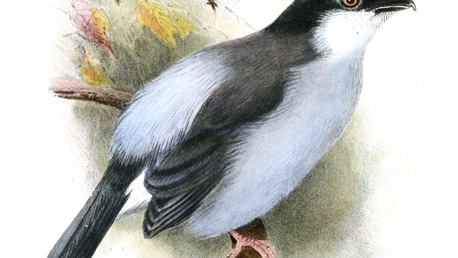 Pink-footed Puffback