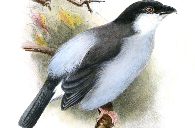 Pink-footed Puffback