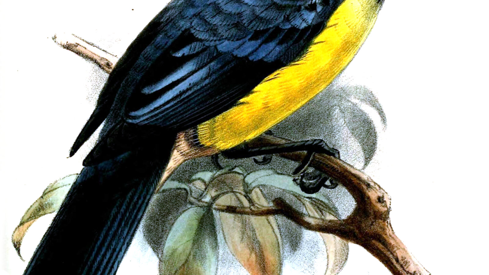 Streak-crowned Mountain Tanager