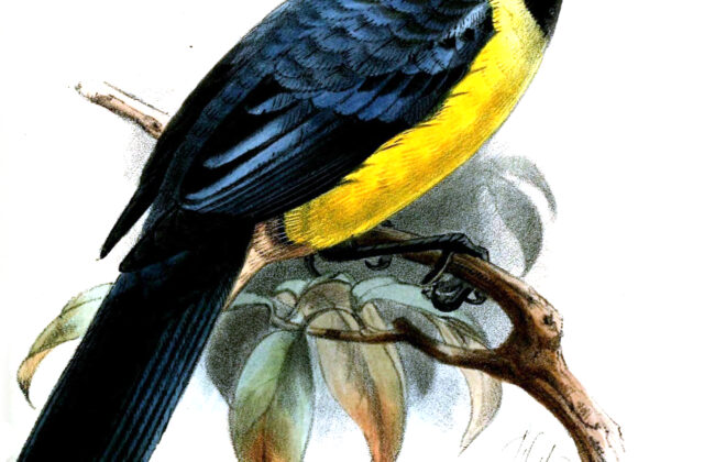 Streak-crowned Mountain Tanager