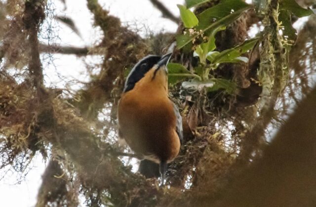 Chestnut-bellied Mountain Tanager
