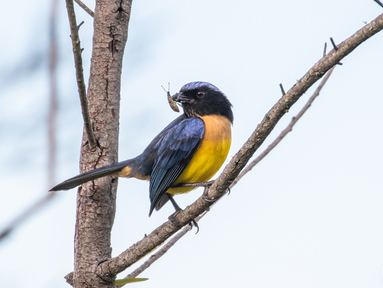 Carriker’s Mountain Tanager