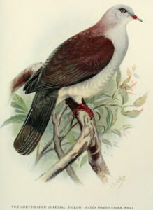 Mountain Imperial Pigeon