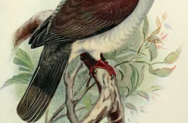 Mountain Imperial Pigeon