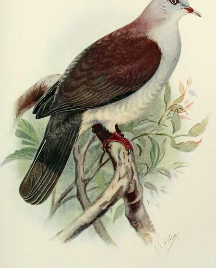 Mountain Imperial Pigeon