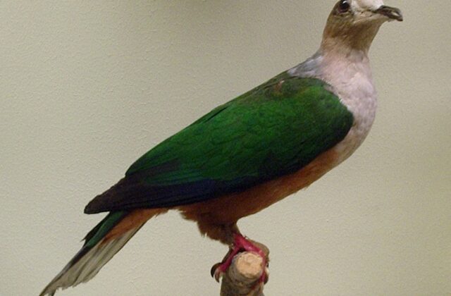Cinnamon-bellied Imperial Pigeon
