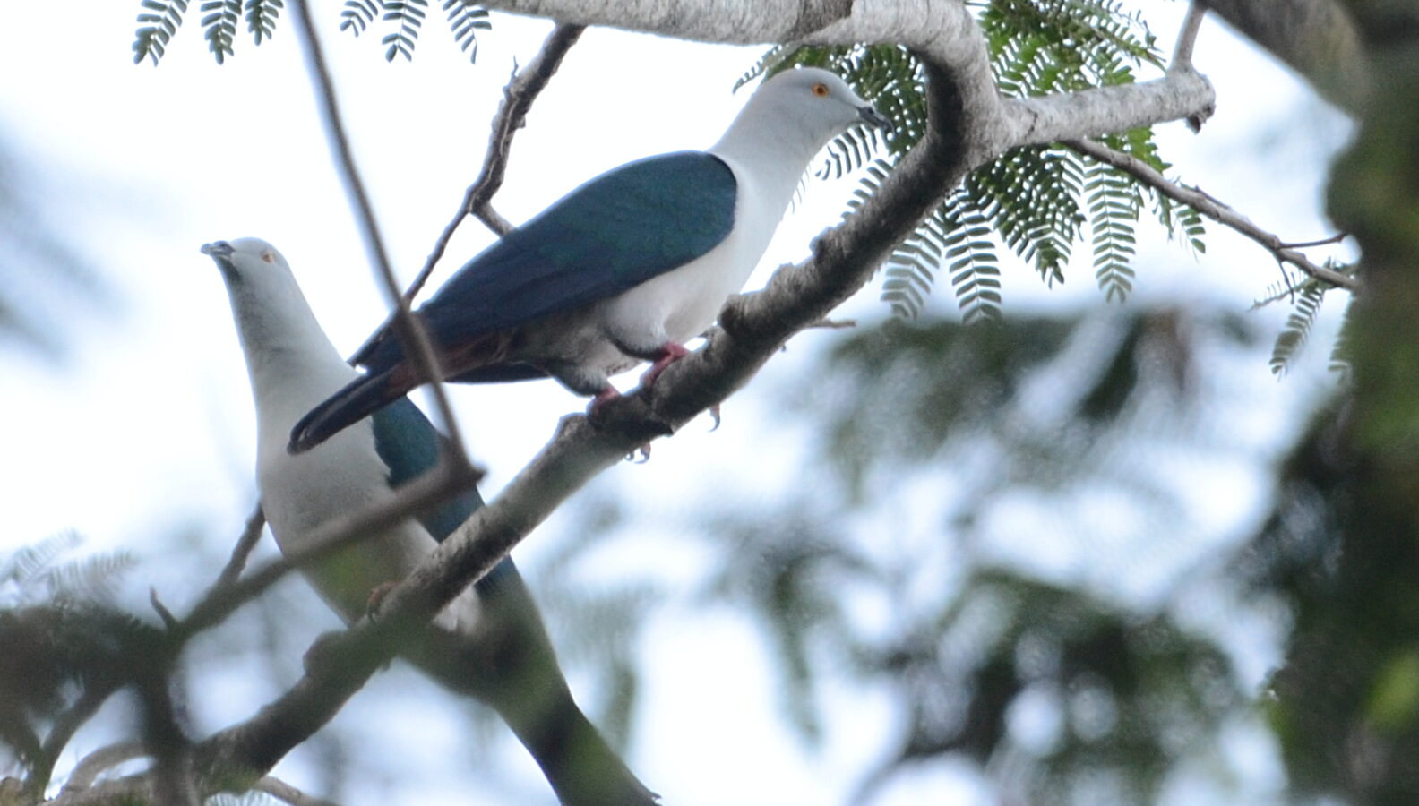 Elegant Imperial Pigeon