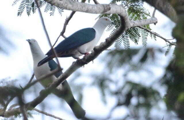 Elegant Imperial Pigeon