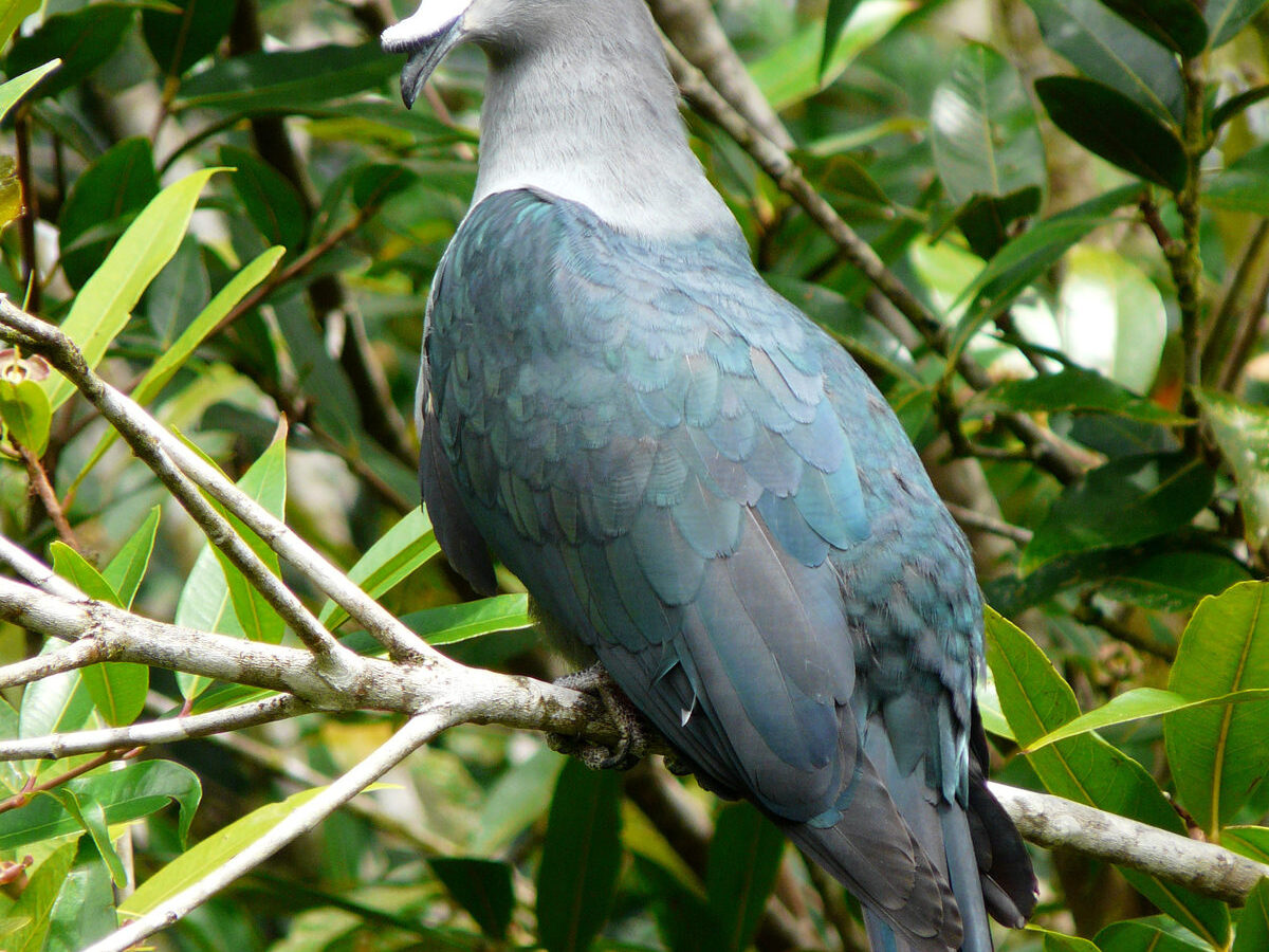 Nuku Hiva Imperial Pigeon