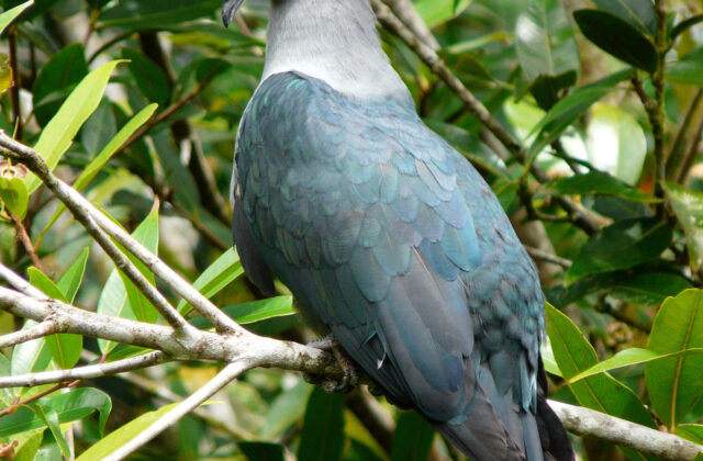 Nuku Hiva Imperial Pigeon