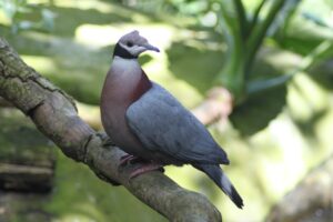 Collared Imperial Pigeon