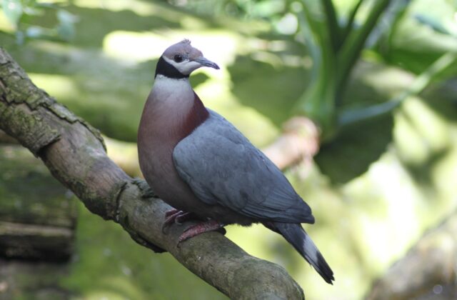 Collared Imperial Pigeon