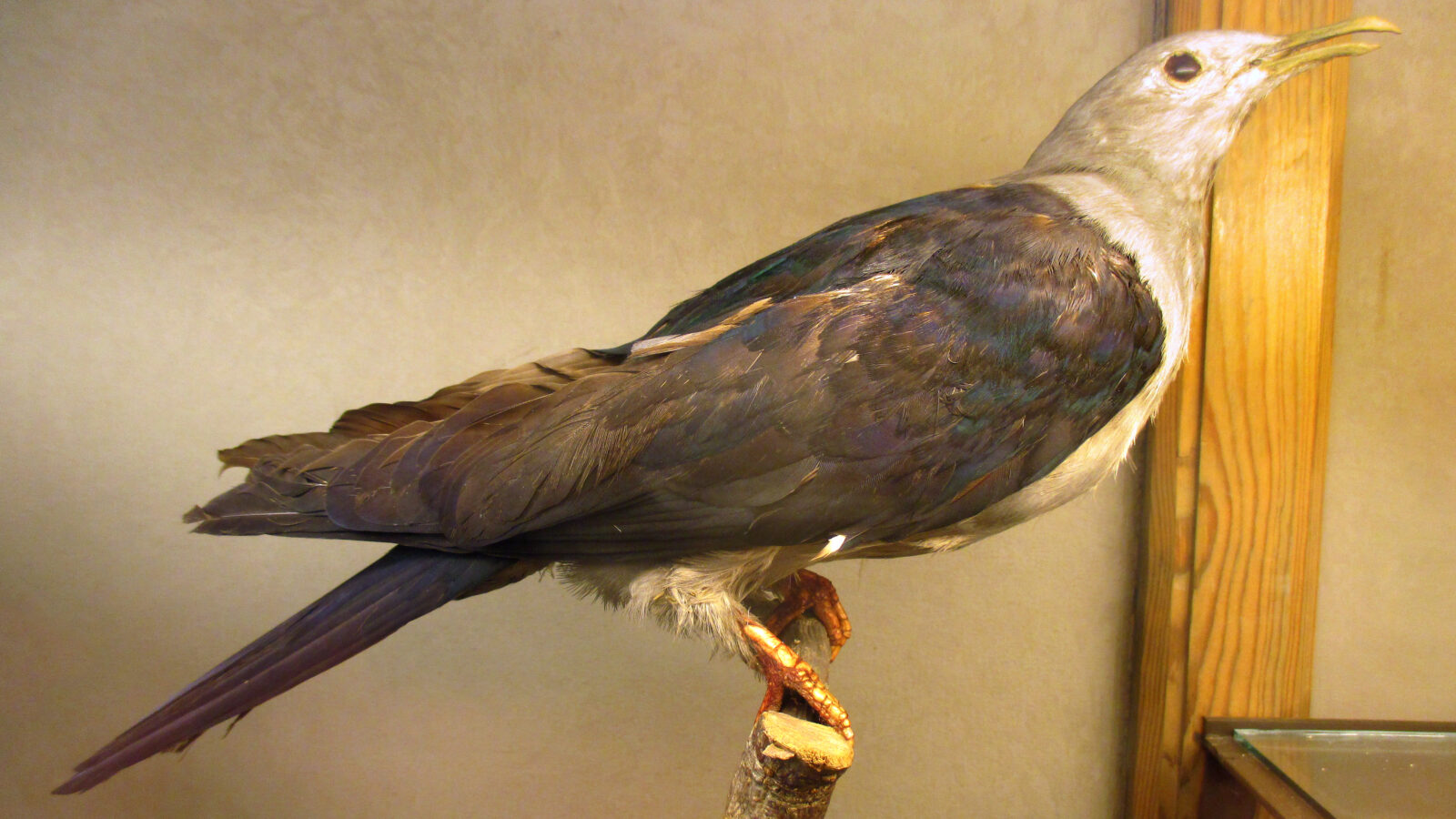 Nicobar Imperial Pigeon