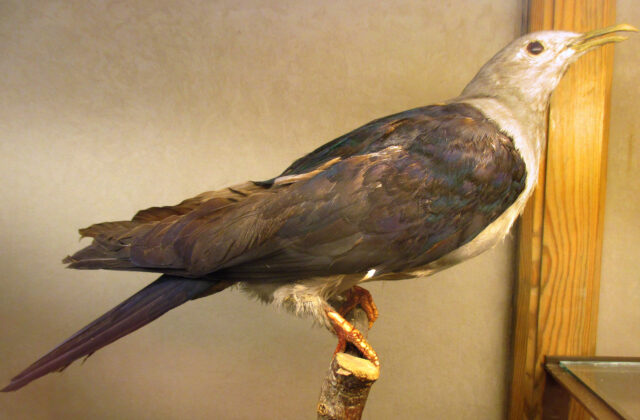 Nicobar Imperial Pigeon