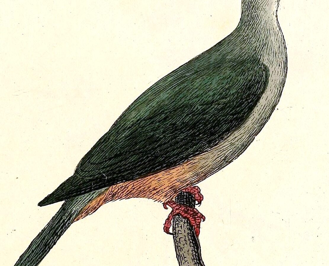 Micronesian Imperial Pigeon