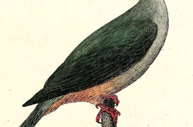 Micronesian Imperial Pigeon