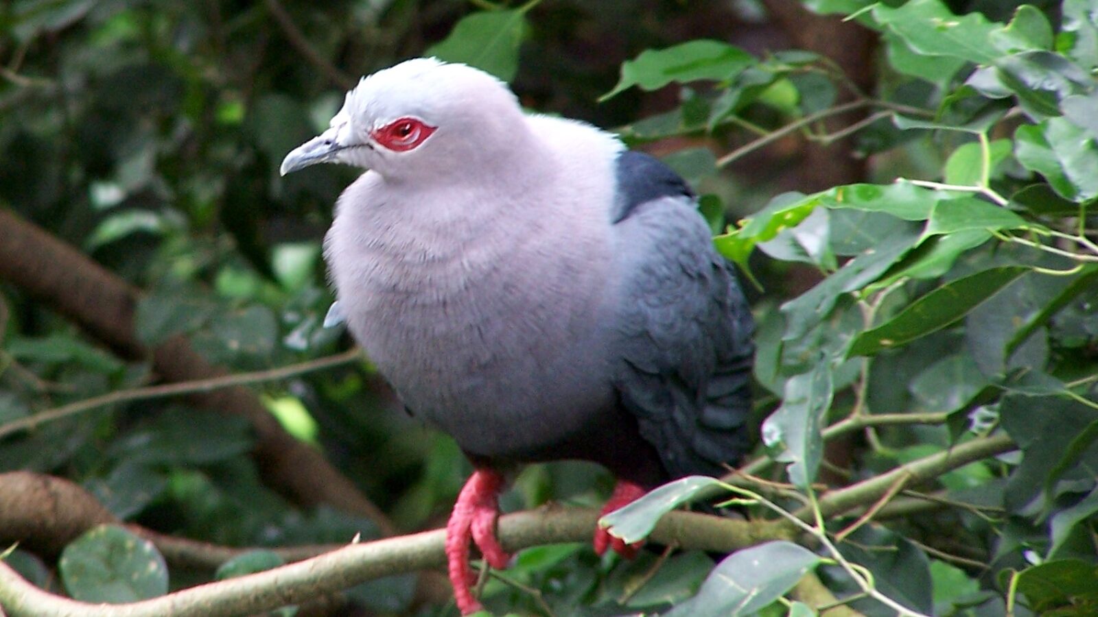 Pinon’s Imperial Pigeon