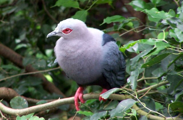 Pinon’s Imperial Pigeon