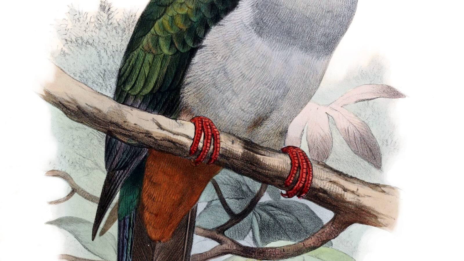 Island Imperial Pigeon