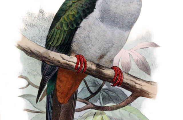 Island Imperial Pigeon