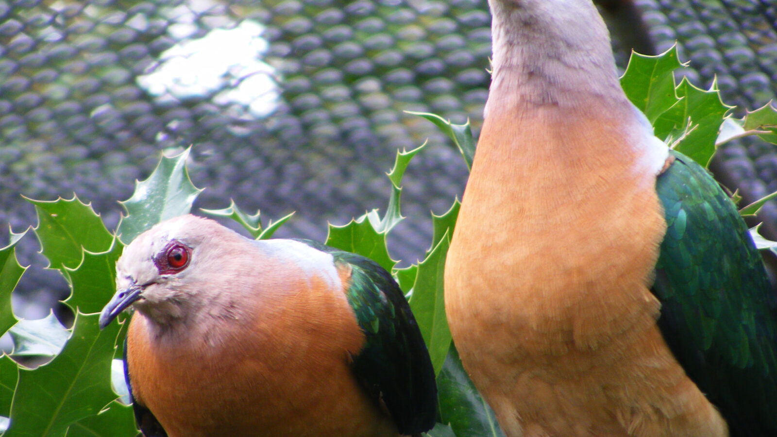 Purple-tailed Imperial Pigeon