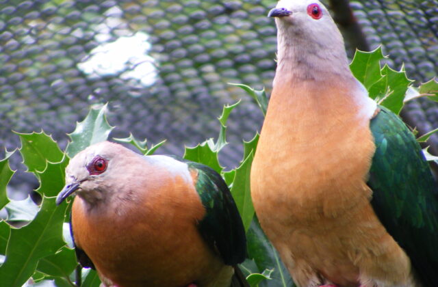 Purple-tailed Imperial Pigeon