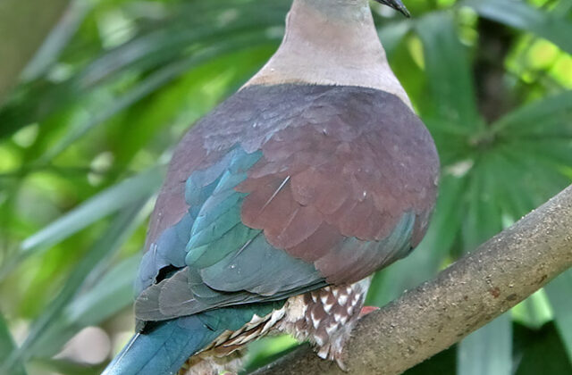 Zoe’s Imperial Pigeon