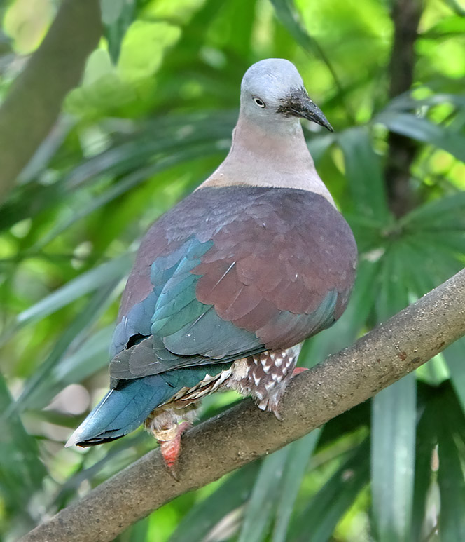 Zoe’s Imperial Pigeon