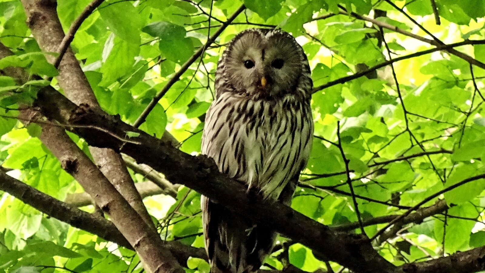 Ural Owl