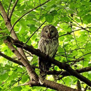 Ural Owl