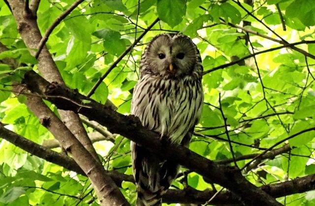 Ural Owl