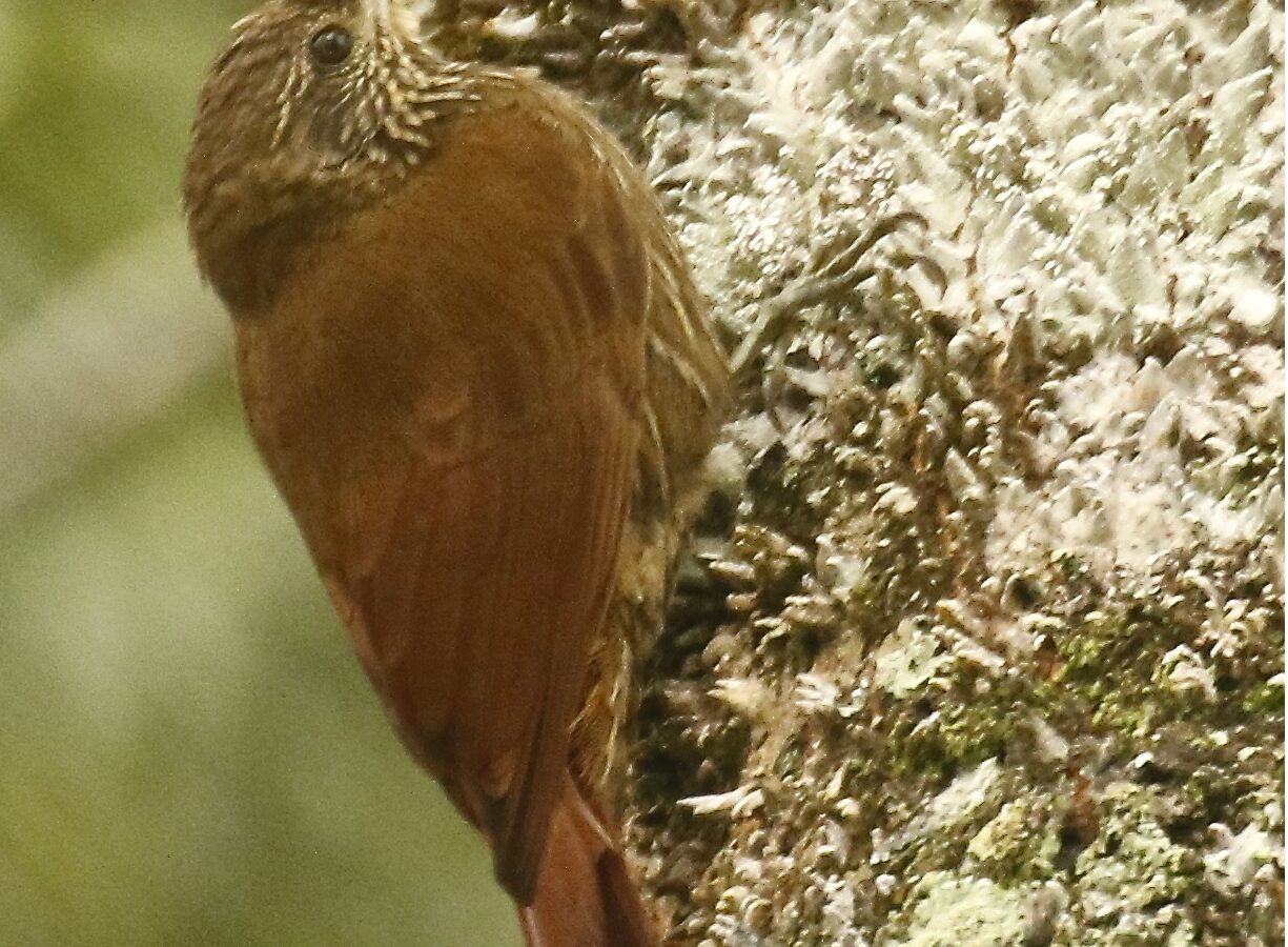 Duida Woodcreeper