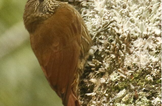 Duida Woodcreeper