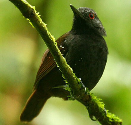Dull-mantled Antbird
