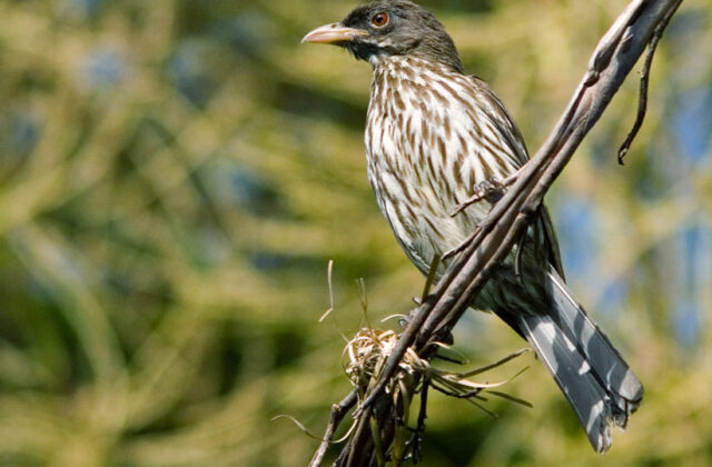 Palmchat