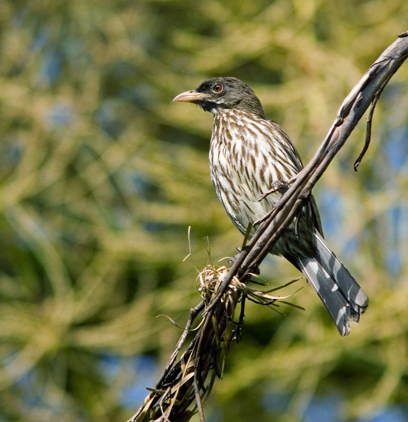 Palmchat