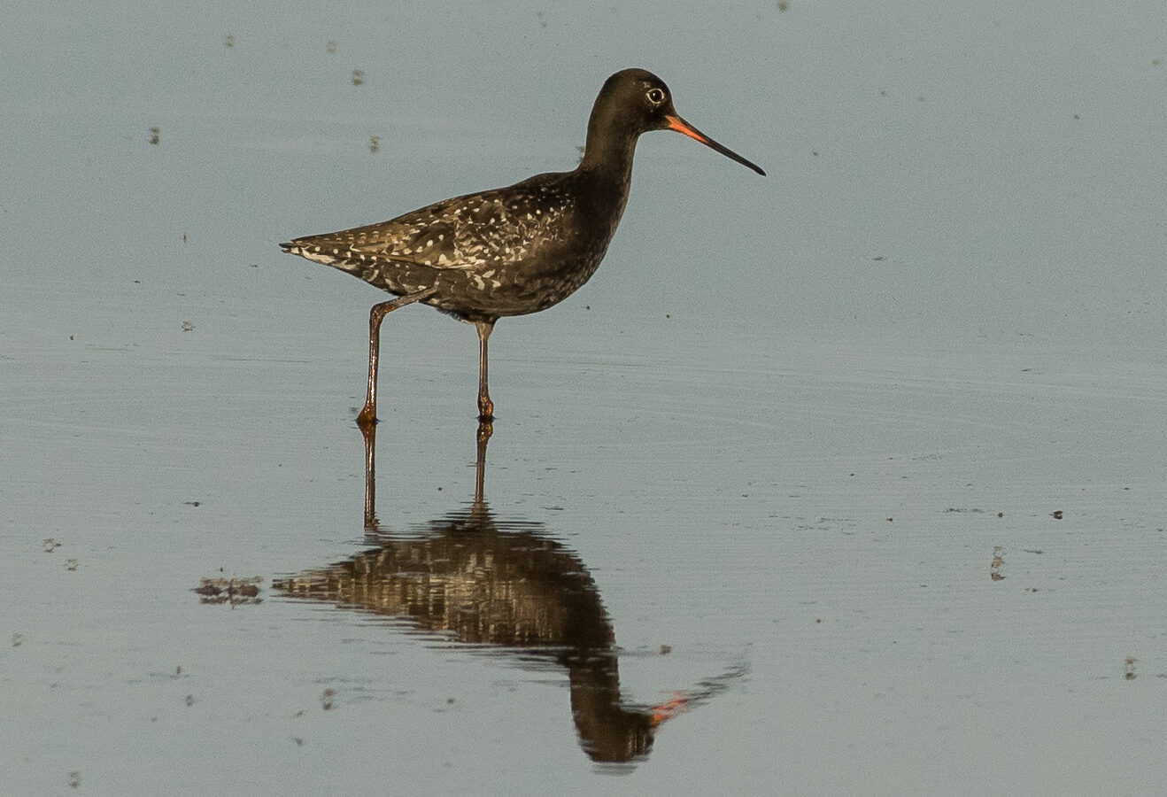 Spotted Redshank