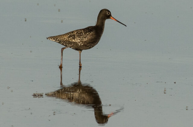 Spotted Redshank