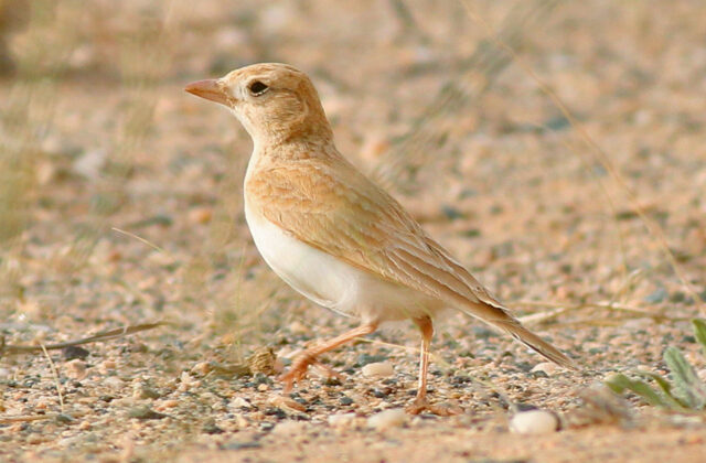 Dunn’s Lark