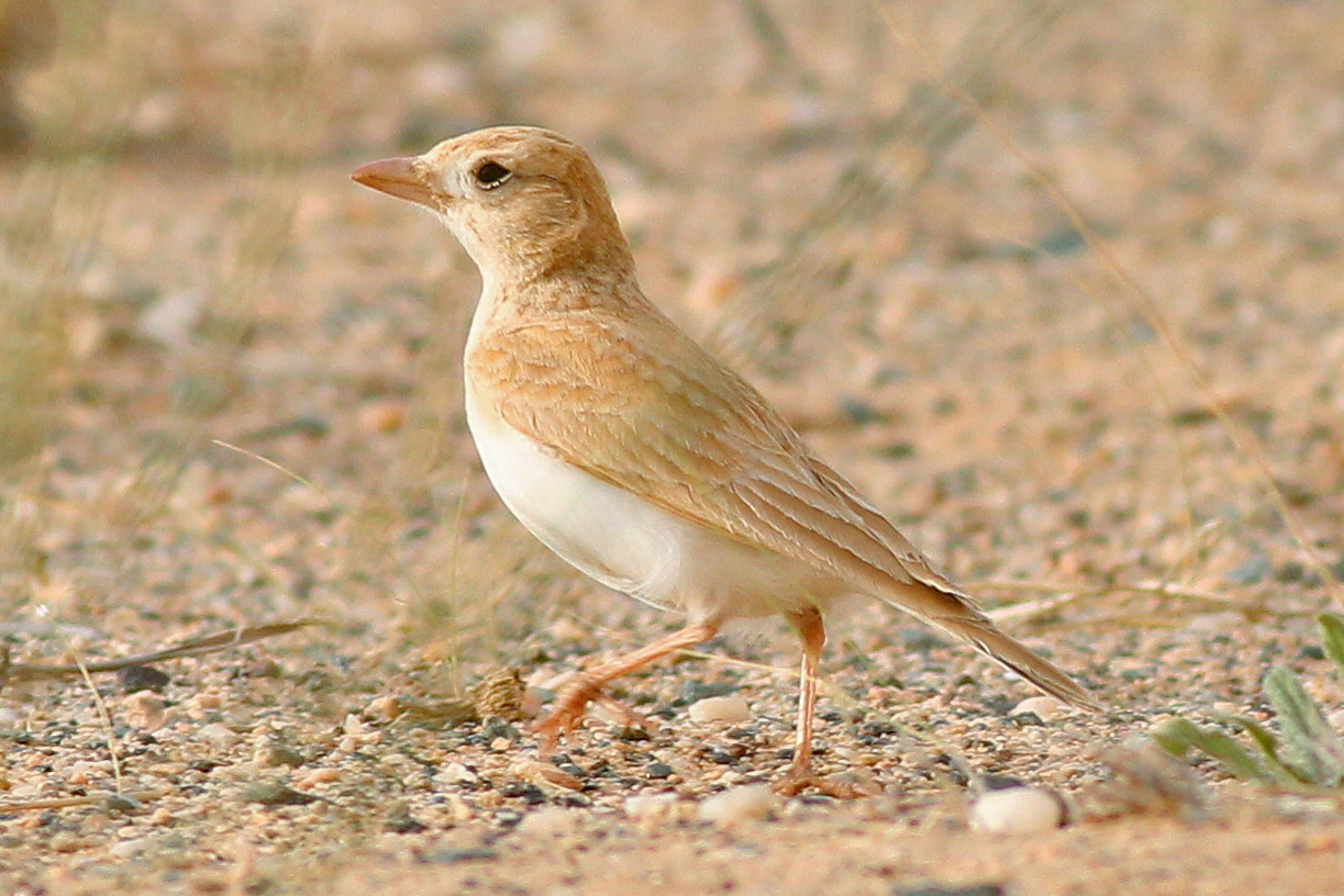 Dunn’s Lark