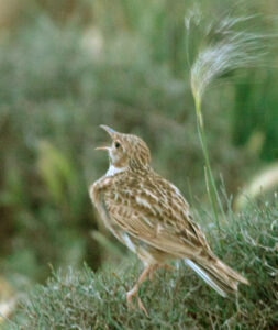 Dupont’s Lark