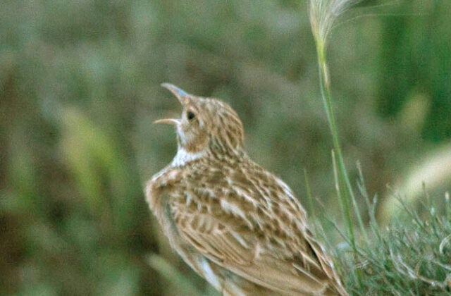 Dupont’s Lark