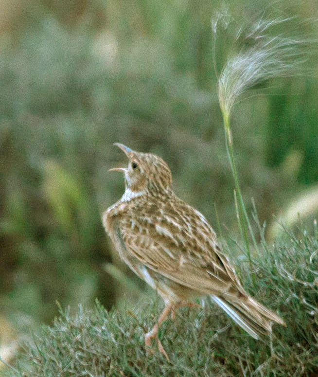 Dupont’s Lark