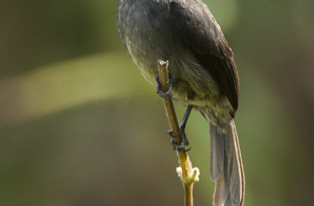 Dusky-blue Flycatcher