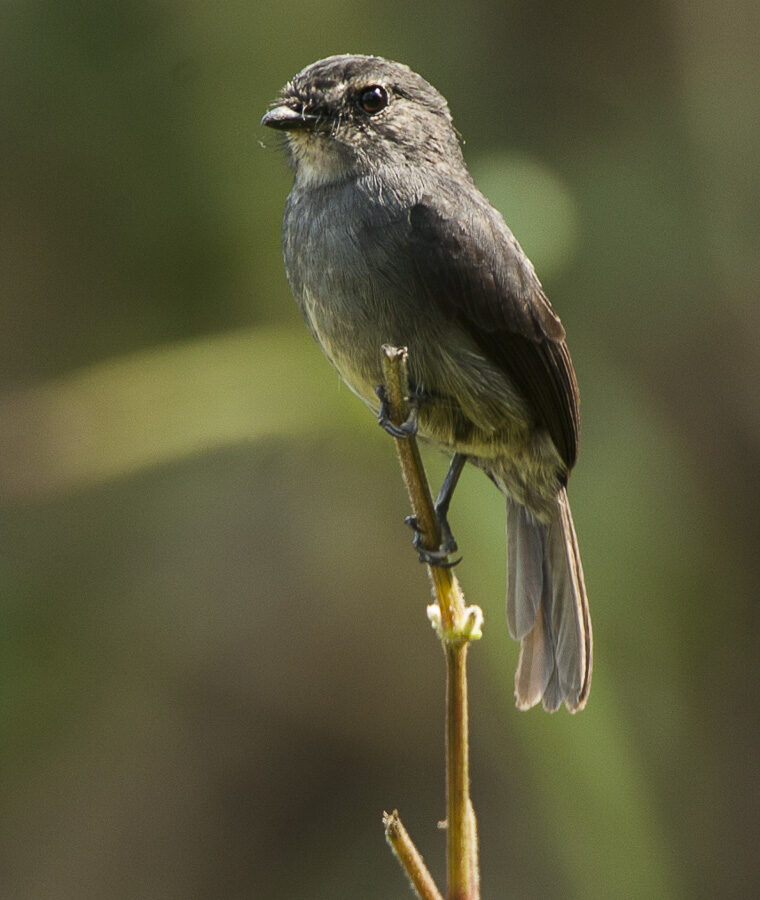 Dusky-blue Flycatcher