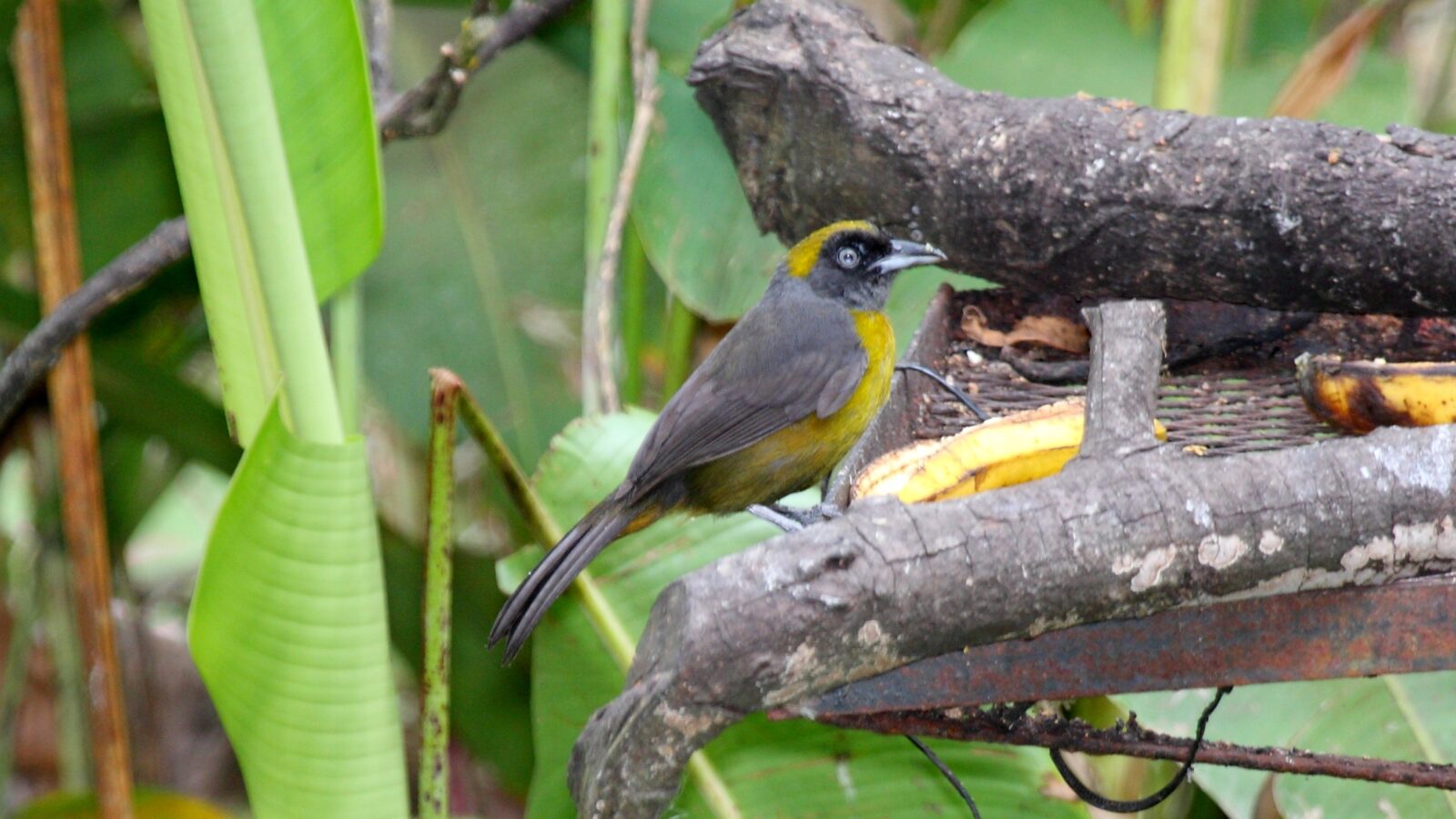Dusky-faced Tanager