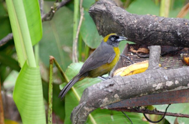 Dusky-faced Tanager